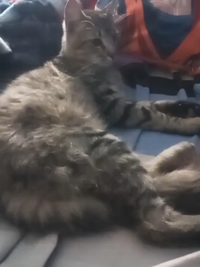 la calidad bro #xd #gato #salchipapa #fyp #momazos 