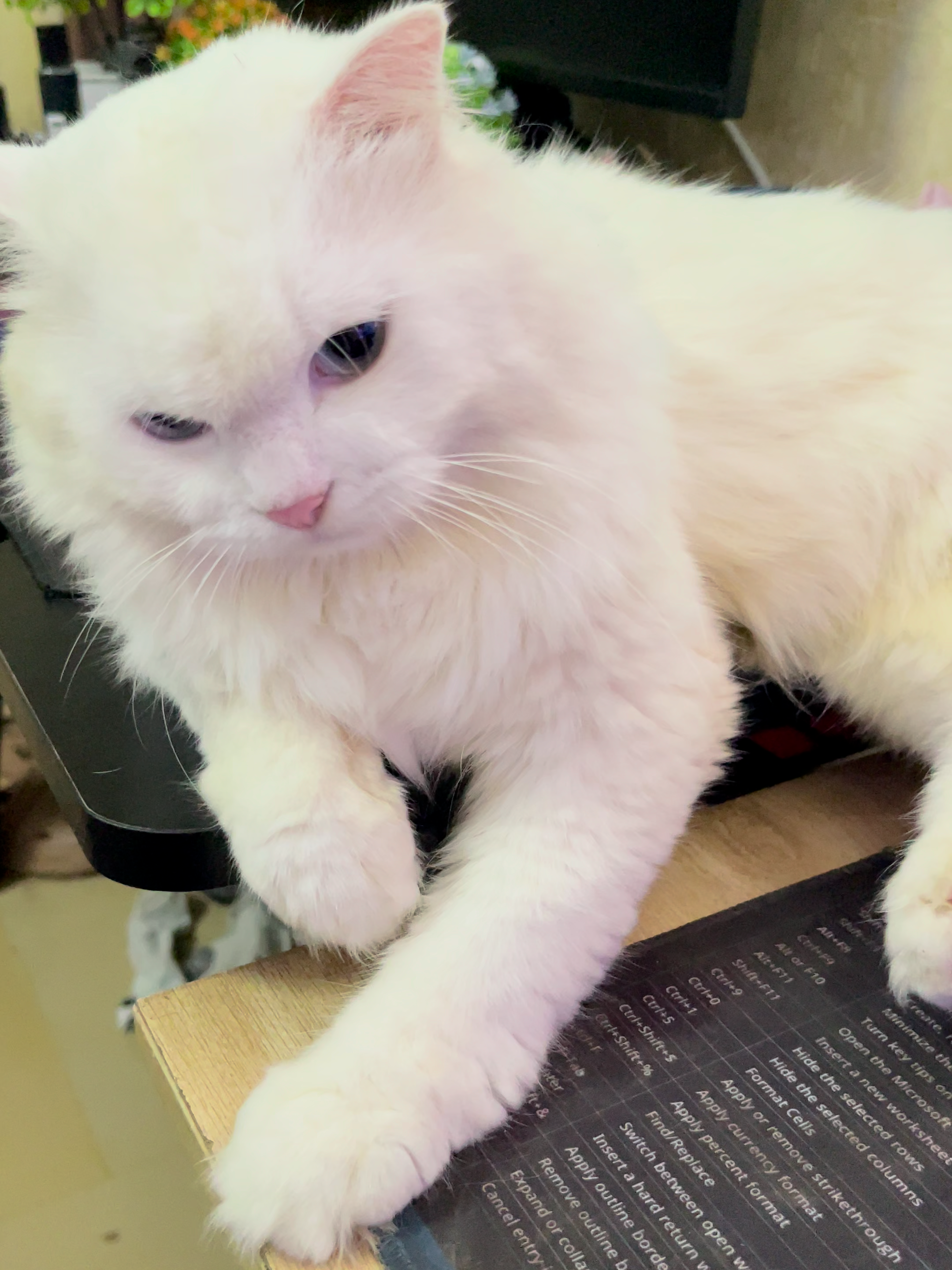 Personality louder than the meow 😹🎤 #FunnyCats #CatTok #Catsoftiktok #MeowTok #CatMood