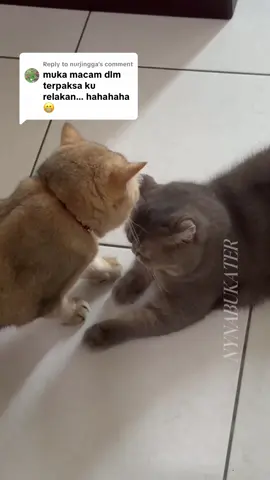 Replying to @nurjingga bila hati isteri dah TAWAR hahahah.. 