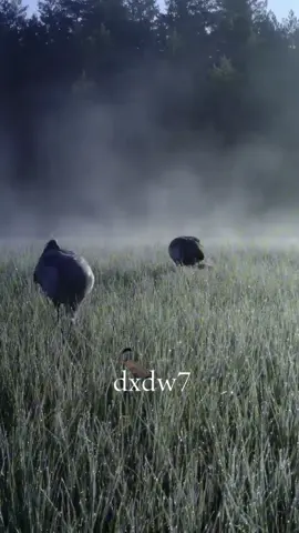 #رهو #كرك #اقرع #ضاري_الجنفاوي #طيور 