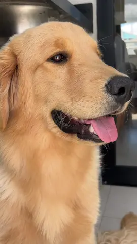 Bem de pertinho pra vocês verem como sou lindão 🤏🏻 #goldenretriever 
