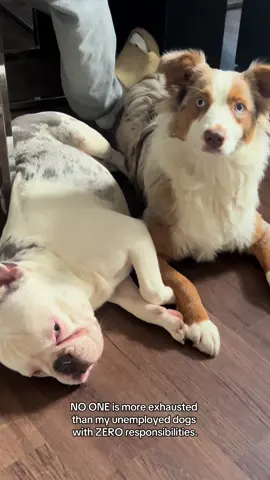 NO ONE is more exhausted than my unemployed dogs🤣  #dogsoftiktok #trending 