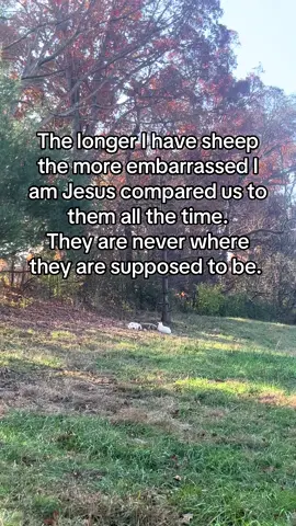 It’s been like 3 weeks of trying to catch them up and get them back where they should be… silly creatures don’t understand they are prey and there are lots of coyotes who would want to eat them. I feel like this is a lesson Jesus is trying to teach me. The gates and boundaries the shepherd places are good for us, when we are living outside his boundaries (in sin as they say, or just outside His will for our lives): we are placing ourselves in a place where we can become prey to that ole adversary who Jesus compared to a lion who is seeking to devour us. Looking at these goofy girls I know they’re no match for a lion. So if the Lord is calling you to set up uncomfortable boundaries or you feel like you are trying to open doors that seem to keep closing- remember you have a good shepherd who knows what is lurking around the corner and sometimes those boundaries aren’t punishment, but protection. #getbackinyourfence #sheep 