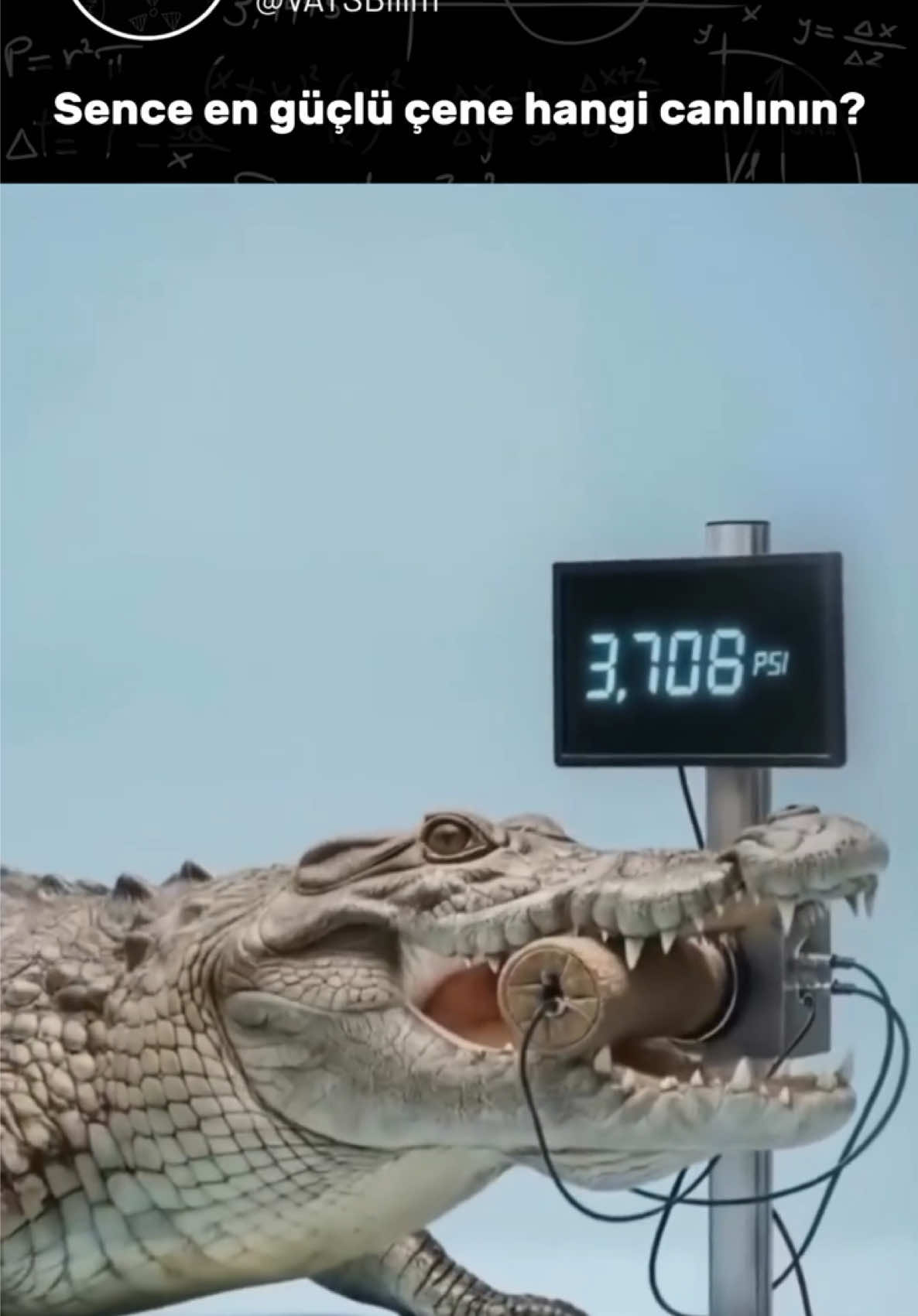 Hayvanlar aleminin en ölümcül ısırığı kime ait biliyor musunuz? Bir Timsah mı, Büyük Beyaz Köpekbalığı mı yoksa bir Hipopotam mı? 🦈🐊 Bu videoda doğadaki en yüksek PSI (inç başına düşen basınç) değerine sahip canlıları sıraladık. Zirvedeki isme çok şaşıracaksınız! Daha fazla bilim ve doğa videosu için abone olmayı unutmayın! 👇 #shorts #hayvanlar #bilim #doğa #belgesel