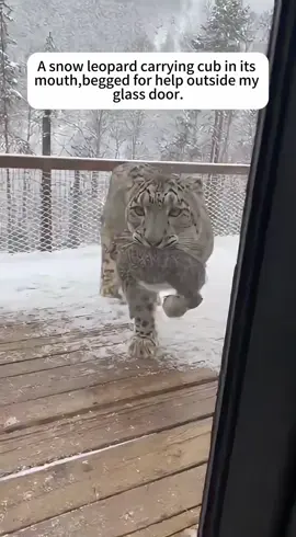 A snow leopard with its cub was outside my glass door, and then it happened....#fpy #rescue #animals #usa🇺🇸 