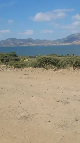 #በሃገሪቱ_የመጀመሪያው_ዩኑቨርስቱ #ወሎ_ለጎ_ሐይቅ_ላይ ይገኛል