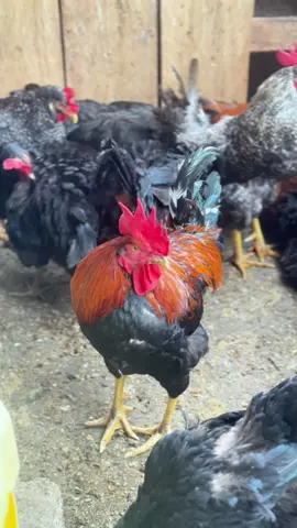 Local birds can change someone’s life