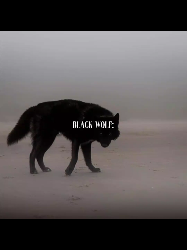 BlaCK WoLF Is MOGGER #mogged #mogger #blackwolf #animals @Ｚｙｖｎｘ 