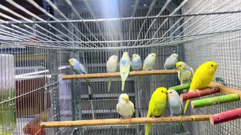 Ngắm đam mê vào buổi tối  #TikTokAwardsVN # #chimyenphung  #yenphunghalan  #chimcanhdamme  #chimcanhvietnam 