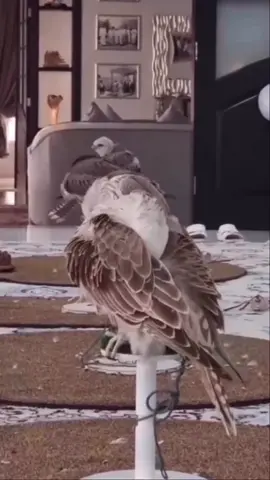 #الامارات_السعوديه_الكويت_البحرين_عمان #الشعب_الصيني_ماله_حل😂😂 #مقناص_الطيور #الطيور_المهاجرة #مقناص 