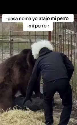 🤕 pasa noma  #mascota #perrosgraciosos #bizarrap  #dogslife #daddyyankee 