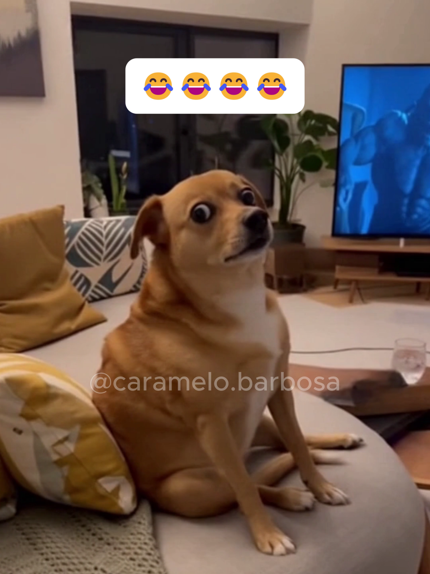 👇😂 #Caramelo #AIdog #ScaredDog #HorrorMovie #JumpScare #FunnyPets #DogReaction #ViralVideo #FYP #ForYou #ForYouPage #Trending #ComedyDog #CuteDog