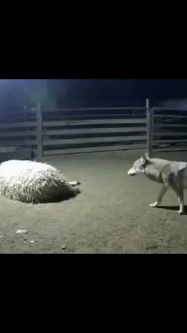 #ئەکتیڤبن🥀🖤ـہہـ٨ـ #fyp #foryoupage #fypviralシ #uk🇬🇧 