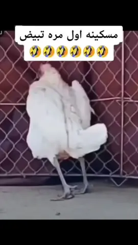 #يسعدلي__اوقاتڪۘم_حبايبي♥️🕊🙋🌺  #مسكينه_اول_مره_تبيض🤦🏻‍♂️🤣