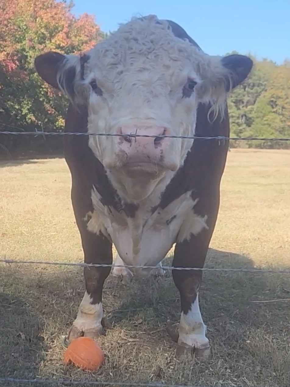 TODAY IS CURLYS BIRTHDAY!  🎂🥳🎉🎁 And for those that remember our bday post last month, Fabio Daddio got the date wrong. 🤣🤣 Typical Dad errors 🤗 PS Our pumpkin pile is almost out, so if you or someone you know is local and finished with their pumpkins, bring them out to the farm! you can either drop-off or feed it to the bulls yourself! 🎃 #bullsoftiktok #farmtok #WhitleyFarms #fyp #bulltok 