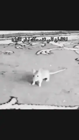 اكثر فيديو ضحكني 😂