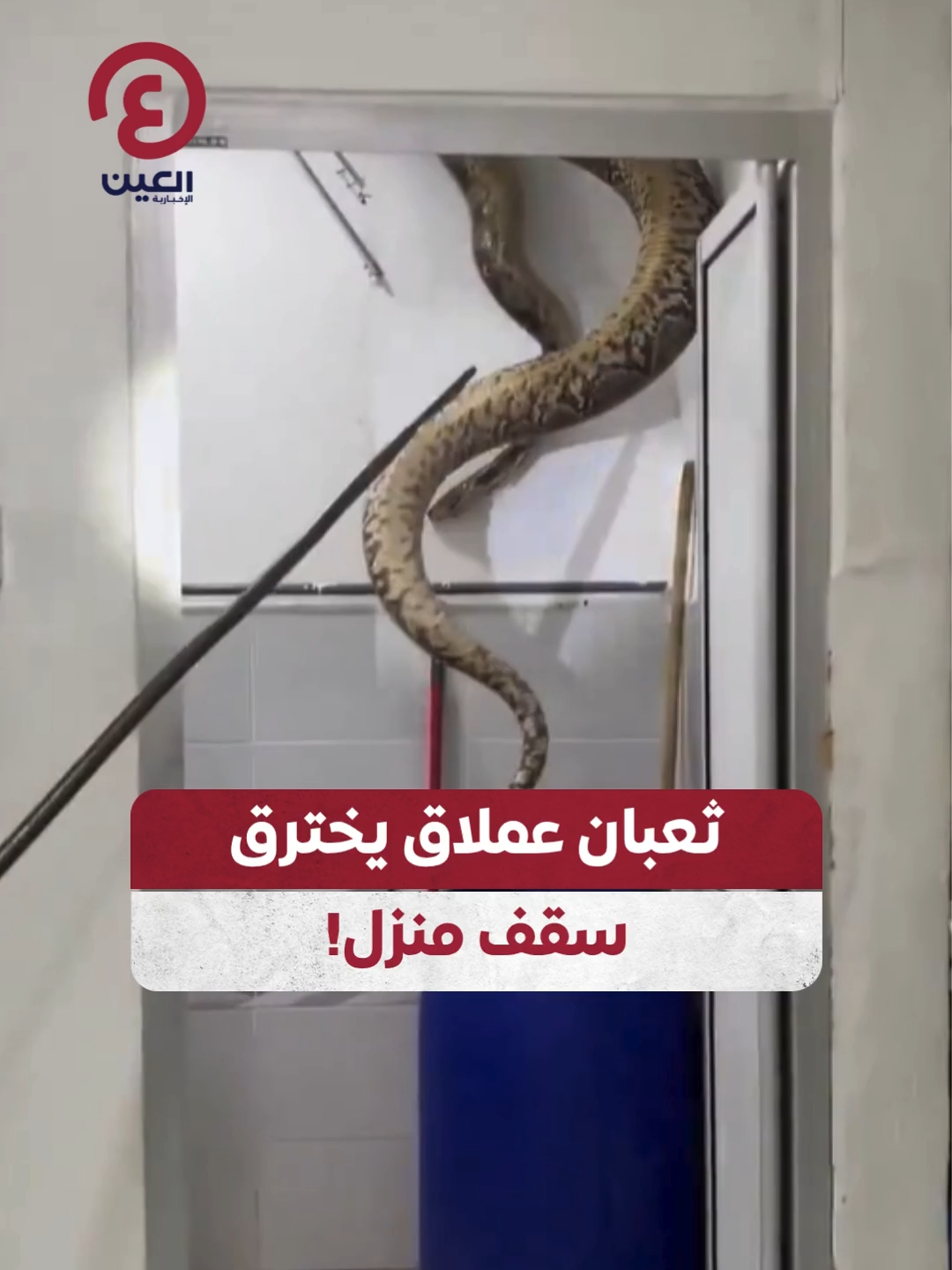 ثعبان ضخم يخترق سقف منزل في #ماليزيا والدفاع المدني ينجح في السيطرة عليه 🐍 #عينك_على_العالم