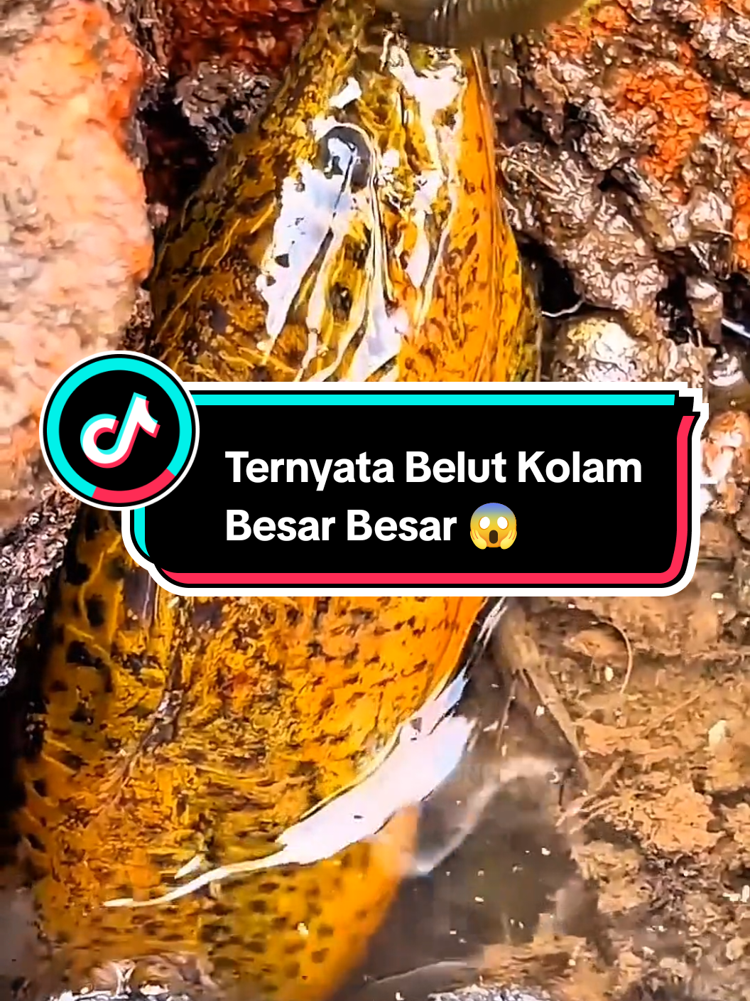 Ternyata Belut Di Pinggiran Kolam Belutnya Besar Besar 😱 #mancingbelutsawah #belutbabon #viral #trending #belutmonster 