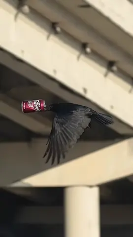 #capcut #اكسبلور #zako😎 #🦅 #🔥 