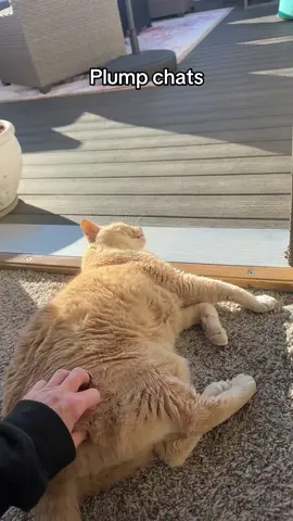 Our favorite part of the morning. #chattycat #cattok #meowing #fyp 