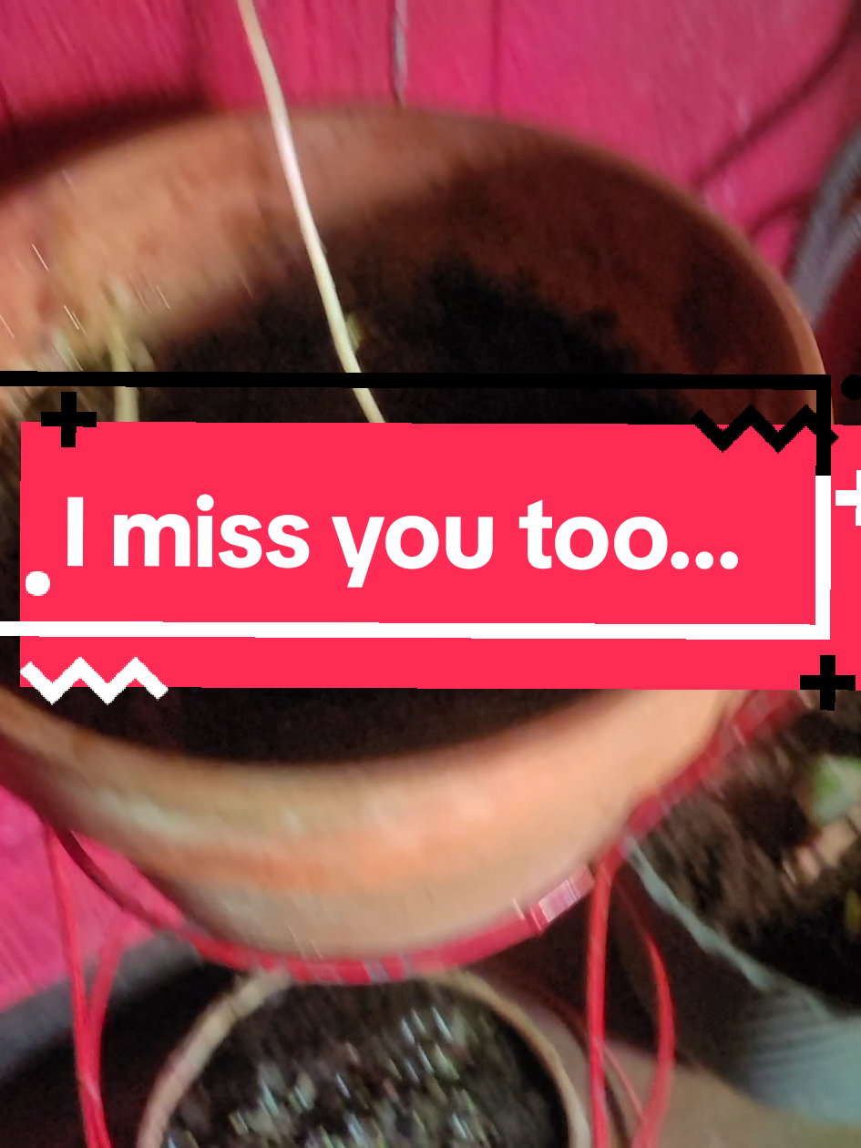 Beets is dug asf... 0 question. #heirloombeets #indoorgrow #fullspectrumslightlysynthetic #deathdishwater  #switchesdrew   