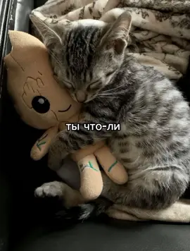 #котенок #любимый #щп #актив #fypシ゚  @__yarikk_  🥰🥰❤️