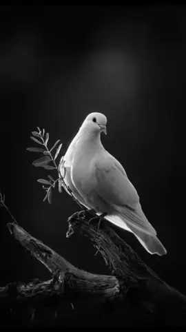 نحن نكبر يوم بعد يوم لا بعمري  #اقتباسات  #اقتباسات_عبارات_خواطر  #حكم #كلام_من_ذهب 