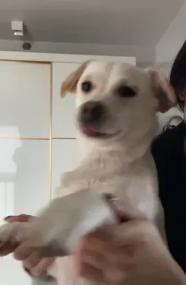 Dai ethnic dance from Yunnan, China#swaydancetrend #dancingpup #puppydance #cachorro #perro 