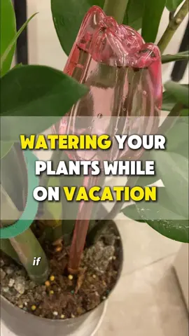 🪴 Fill the container fully, flip it upside down; water barely leaks because of pressure balance.
 📐 Want faster dripping? Angle it slightly.
 ⬇️ Want slower dripping? Insert it straight into the soil.
 🕒 One spike can last up to 5 days depending on soil—test first.
 ☀️ Keep out of direct sunlight to avoid rare fire-risk reflections.
 #indoorplants #houseplants #planttips #plantwatering 