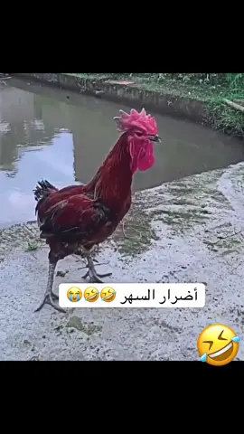 #اكسبلور 