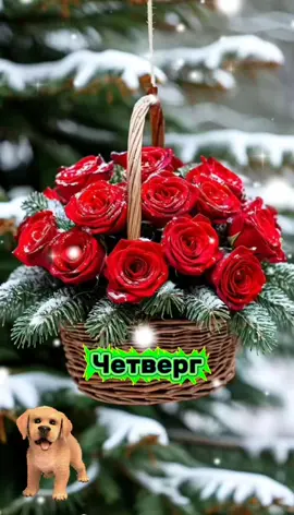 #CapCut #Доброе утро!#Четверг #🌅🌅🌅☃️☃️☃️❄️❄️❄️🌲🌲🌲 