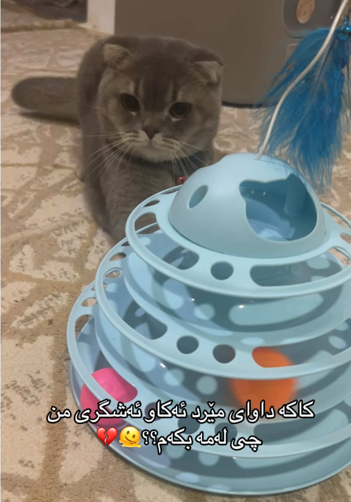 دڵی شوشەیە شوشە🫠 #fyp #foryou #kurdish #slemani #پشیلە 