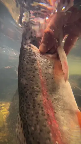 Grilled salmon on a stone in the wild 🐟🪵💦🔥 #cookingasmr #leon #outdoorcooking #salmon #grilled 
