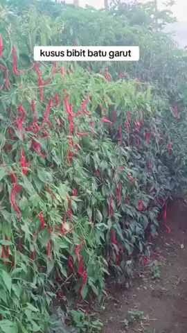 lokal batu garut  #petani #benih #fyp 