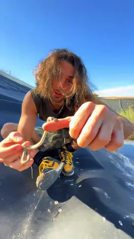 La morsure !!🩸🐍 #sauvetage #rescue #snake #wild #wildlife 