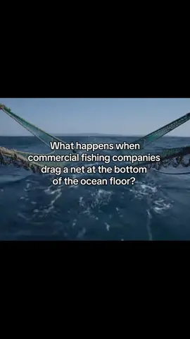 I got these clip from Ocean with David Attenborough. A great documentary on the threats our oceans are facing and how conservation is helping one step at a time to restore the ocean. #nature #life #oceans #conservation 