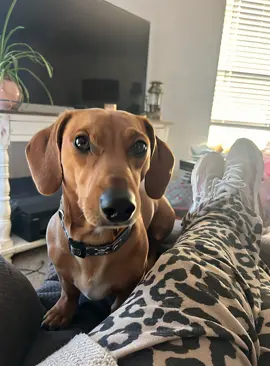 Just one snack…. #engagement #homestead #offgridliving #5k #SmallBusiness 