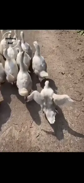 ✅✅✅✅ #creatorsearchinsight  #explore 