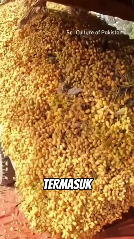 Buah kurma pakistan #kurma #serunyabelajar 