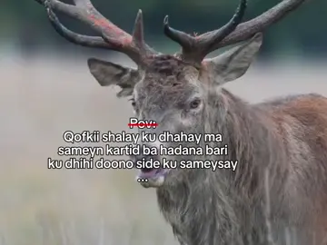 Frrr 😭😭#vahatt_mohameth 