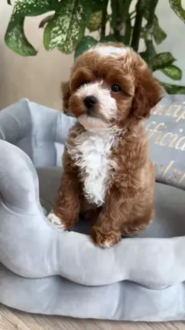 🍫🐶 We have another boy-brother ToyPoodle for you! 🤎He is a real teddy bear - fluffy, warm and so cute that you want to hug him endlessly 🧸#usa_tik