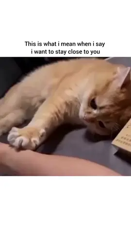 Tag Him/Her🫶🏻😇❤️....... #foryoupage #viralvideo #growmyaccount #unfrezzmyaccount #1millonviews 