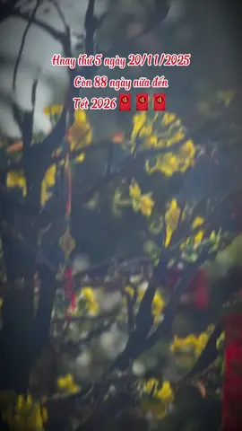 Chỗ mn đã nghe mùa gió đông sang chưa nè..! #tet2026 #nhacxuan 