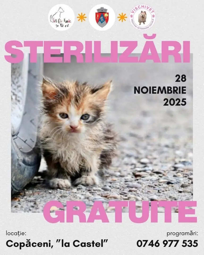 Pe 28 noiembrie se organizează o campanie de sterilizare gratuită pentru pisici în localitatea Copăceni. “Data de 28 noiembrie o dedicăm pisicilor , așadar , bunici cu pisici , 🐈 persoane care îngrijesc pisici din jurul blocului , asociații care salvează pisici , oameni cu venituri mici care dețin pisici , au prioritate în acesta […] Source
