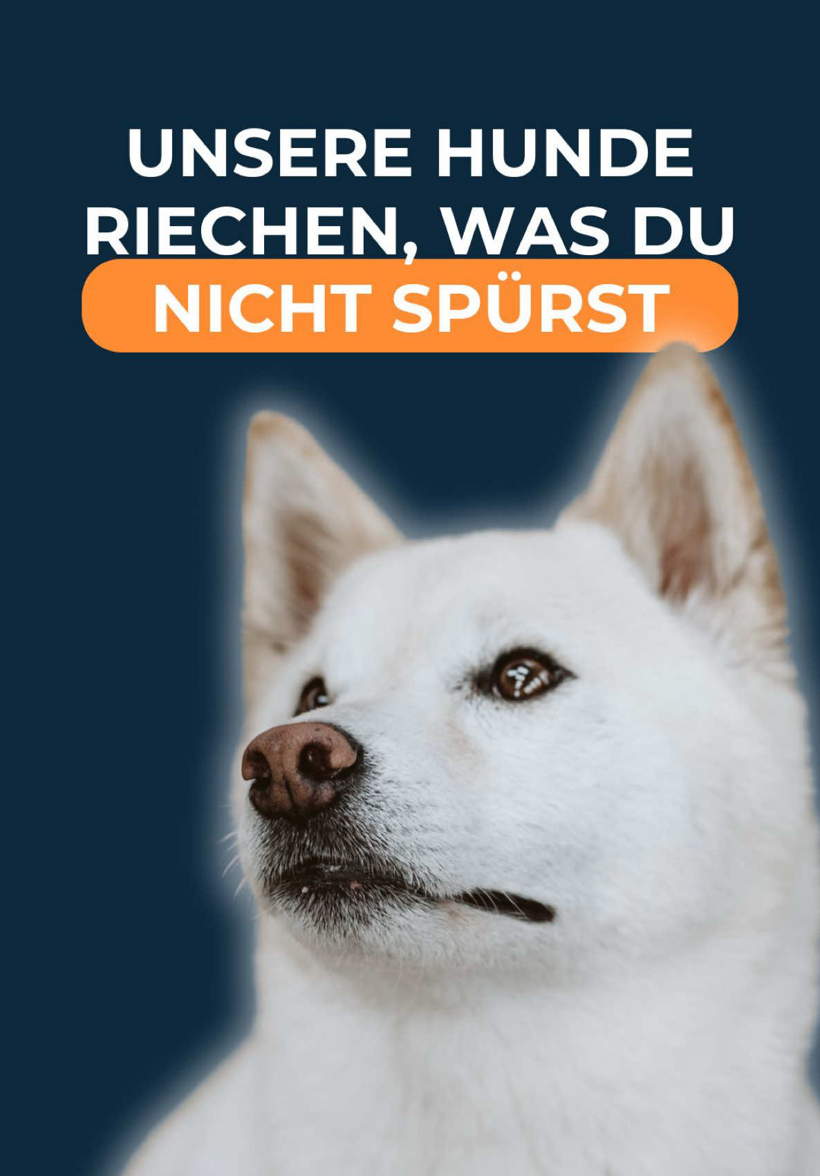 Hinter jeder Atemprobe steckt ein Mensch – mit Sorgen, Fragen und der Hoffnung auf Klarheit. 🫁💚 Unsere speziell trainierten Hunde prüfen hunderte eingesendete Masken aus Deutschland, Österreich und der Schweiz. Mit ihrer außergewöhnlichen Nase erkennen sie in wenigen Sekunden selbst minimale Veränderungen, die auf Lungenkrebs hinweisen könnten – und das mit einer Trefferquote von über 99 %. Für die Hunde ist es ein motivierendes Suchspiel. Für die Menschen, deren Proben hier liegen, kann es ein entscheidender Hinweis sein – ein Schritt hin zu früherer Gewissheit und rechtzeitiger Vorsorge. 👉 Mehr über Dogscan erfährst du bei uns im Profil 👉 Testset einfach online bestellen – Link in Bio #dogscan #lungenkrebsfrüherkennung #vorsorge #gesundheit #suchhunde     