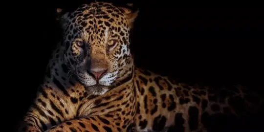 #fyp #spiritualanimal #viral #totemanimal #cheetah 