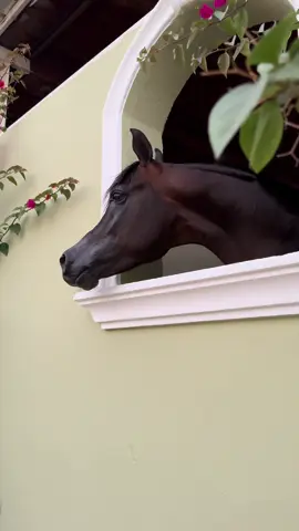 بتان الجملاء ماشاءالله #explore #اكسبلور #fyp #horse #خيل_وخياله🐎🖤ماشاءالله_اللهم_بارك🧿♥️ 