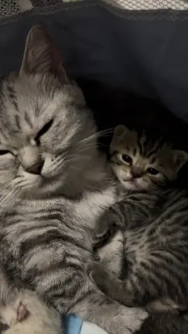 So cute #cutecat #pet #kucing #kitty #funny 