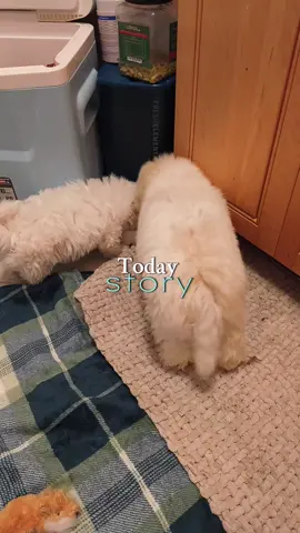 #seattletiktok #griseldacontretas95 #bichonfrisé #frenchbulldog #LIVEIncentiveProgram 