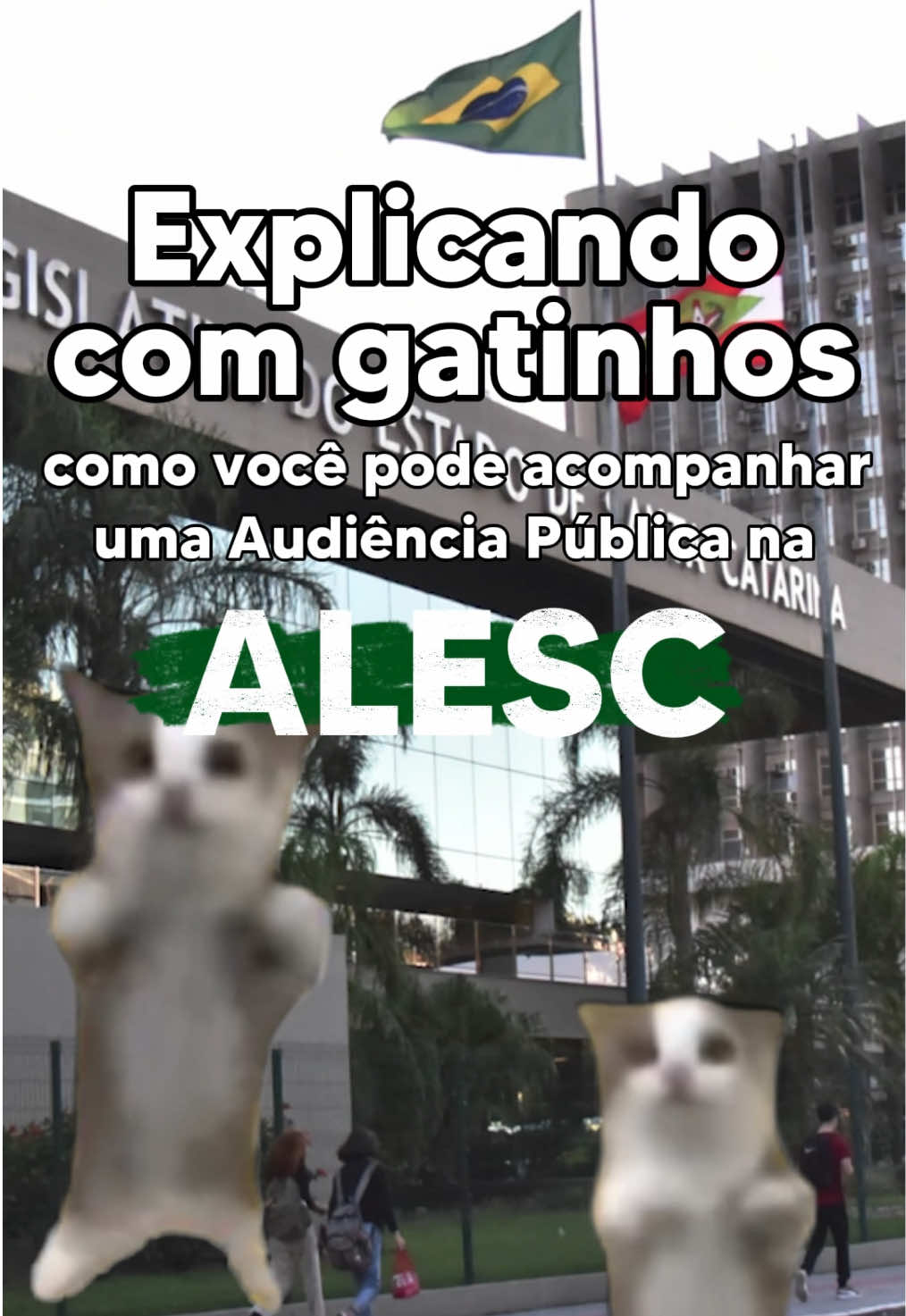 😺 Os gatinhos vão explicar como você pode acompanhar uma Audiência Pública na Alesc e saber tudo que impacta na vida dos catarinenses. #trend #gatinho #viral #fyp #alesc